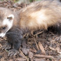 Ferret Polecat